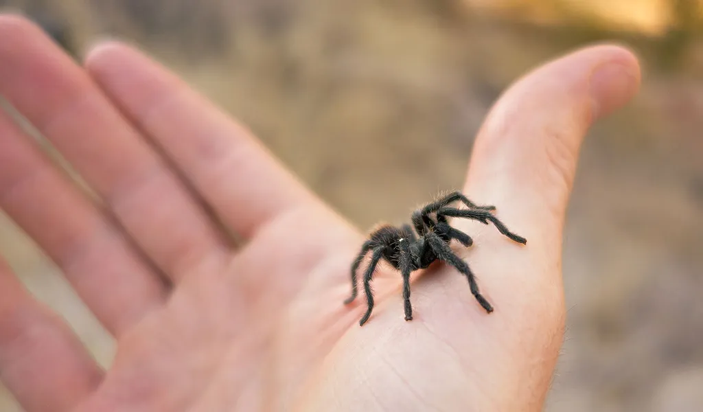 16371 tarantula handling