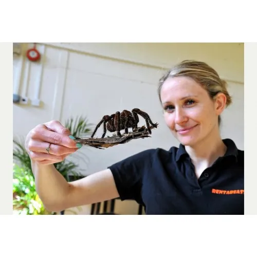 16372 venom composition