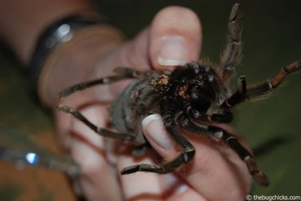 16373 tarantula sick