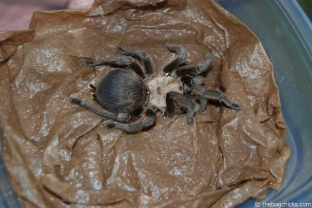 16373 tarantula temp