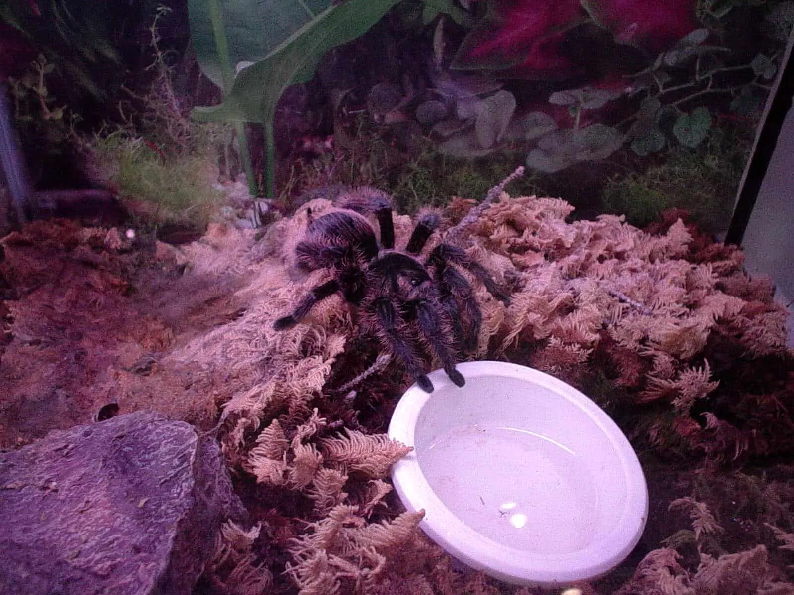/img/16374-curly-hair-tarantula-feeding-tongs.webp