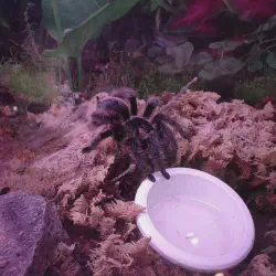 /img/16374-curly-hair-tarantula-feeding-tongs.webp