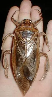 16376 giant water bug tarantula 1