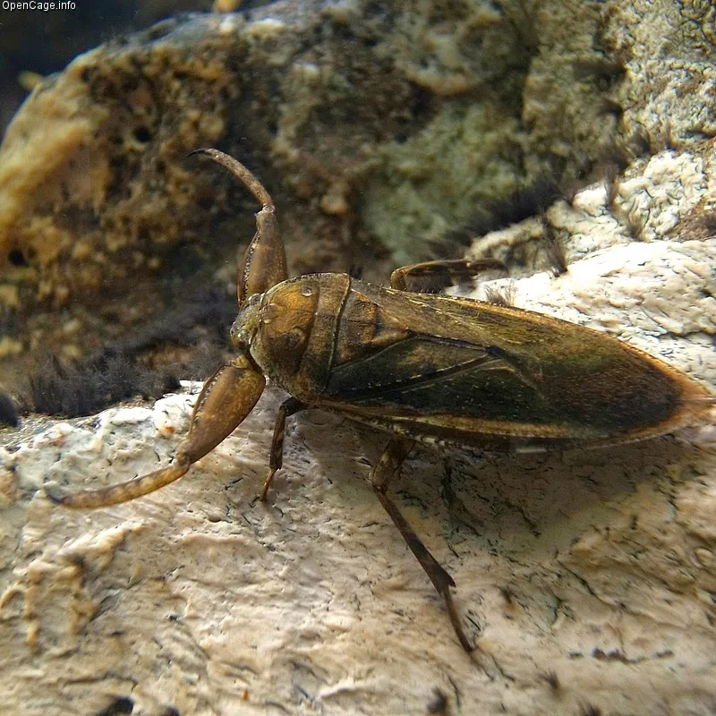 16376 giant water bug tarantula 5