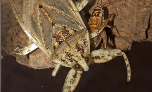 16376 giant water bug tarantula 6