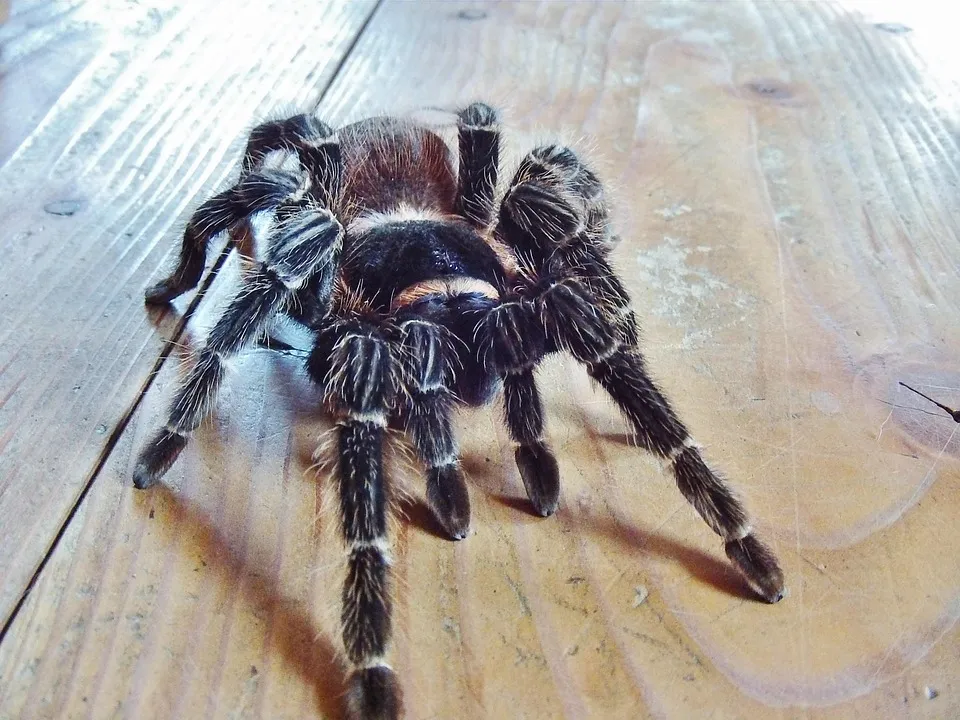 16377 nz tarantula behavior