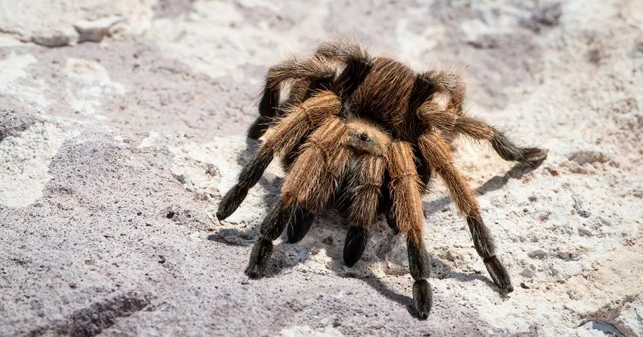 16377 nz tarantula diet
