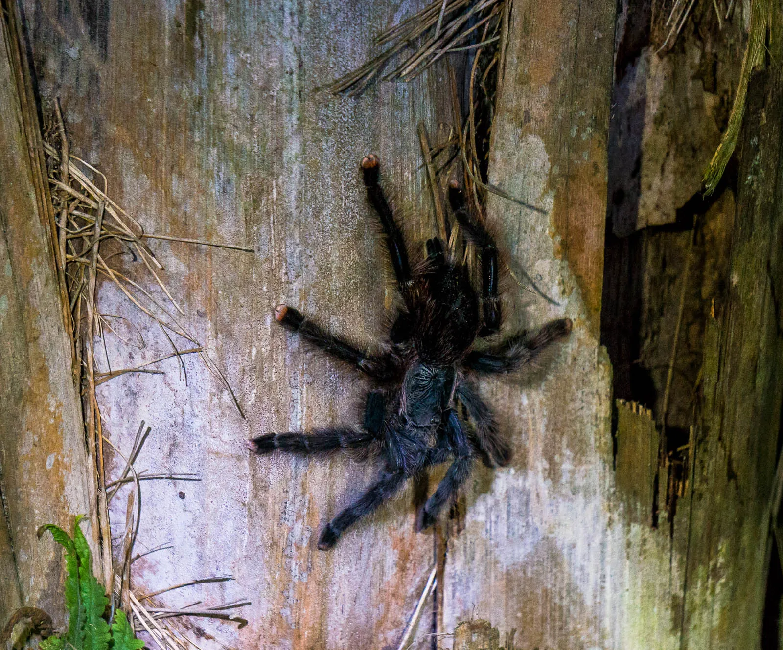16377 nz tarantula hunting