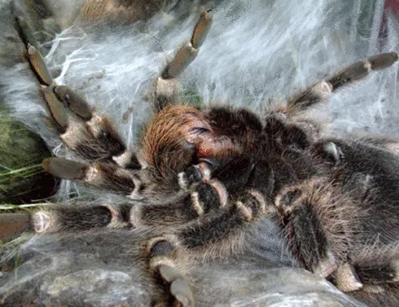 /img/16377-nz-tarantula-interactions.webp
