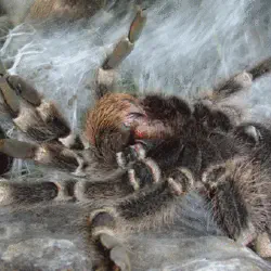 /img/16377-nz-tarantula-interactions.webp