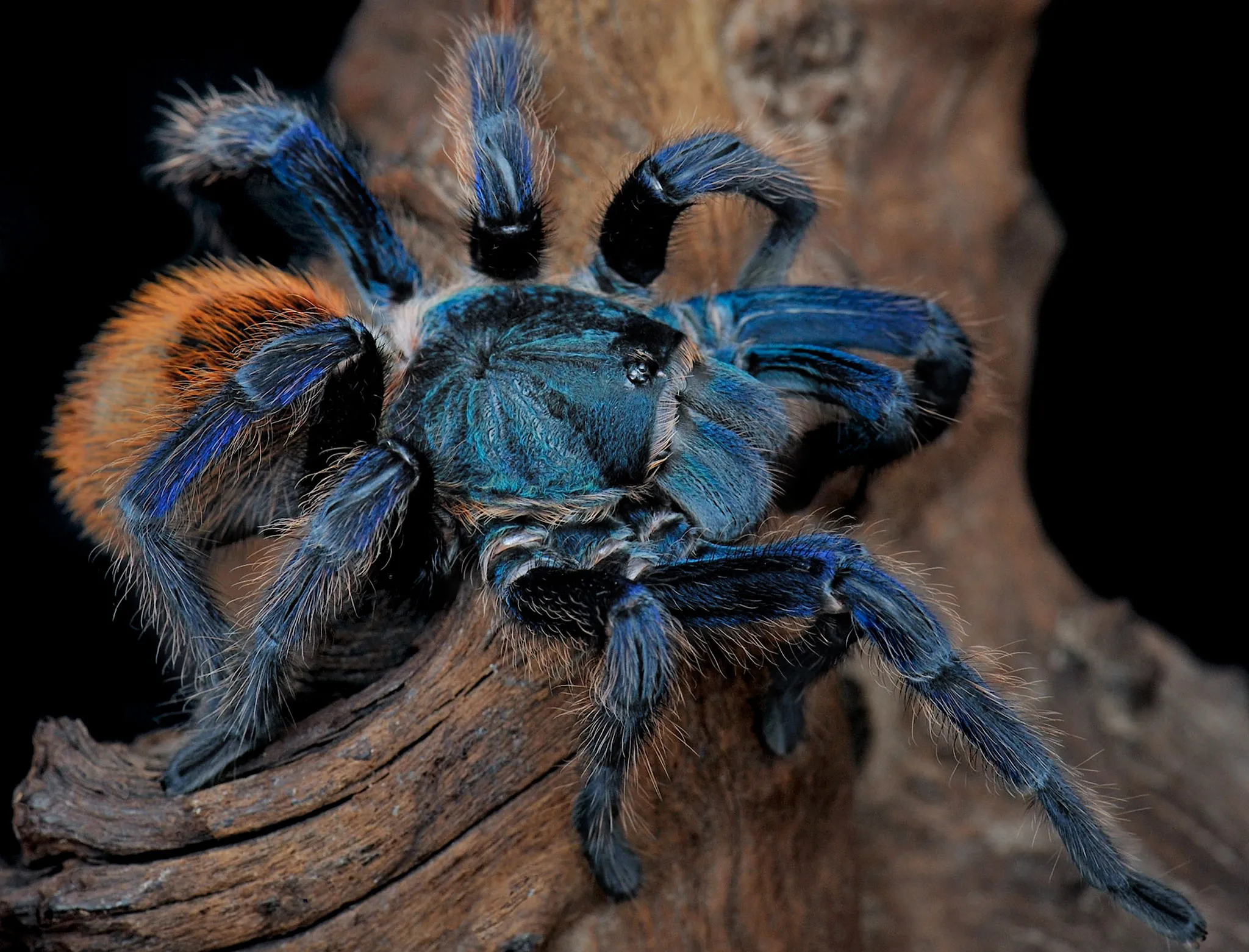 16378 blue toed tarantula eating