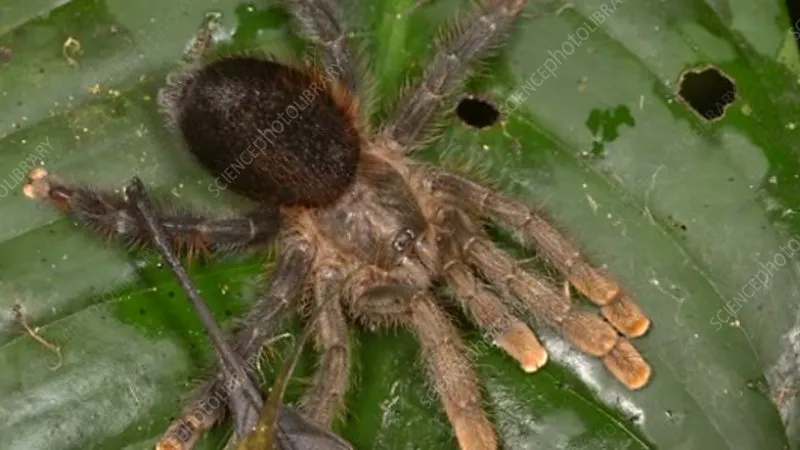 16378 blue toed tarantula enclosure