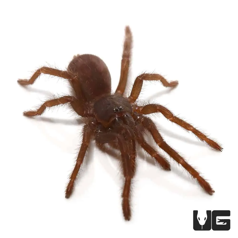 16378 blue toed tarantula feet