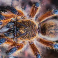 /img/16378-blue-toed-tarantula-handling.webp