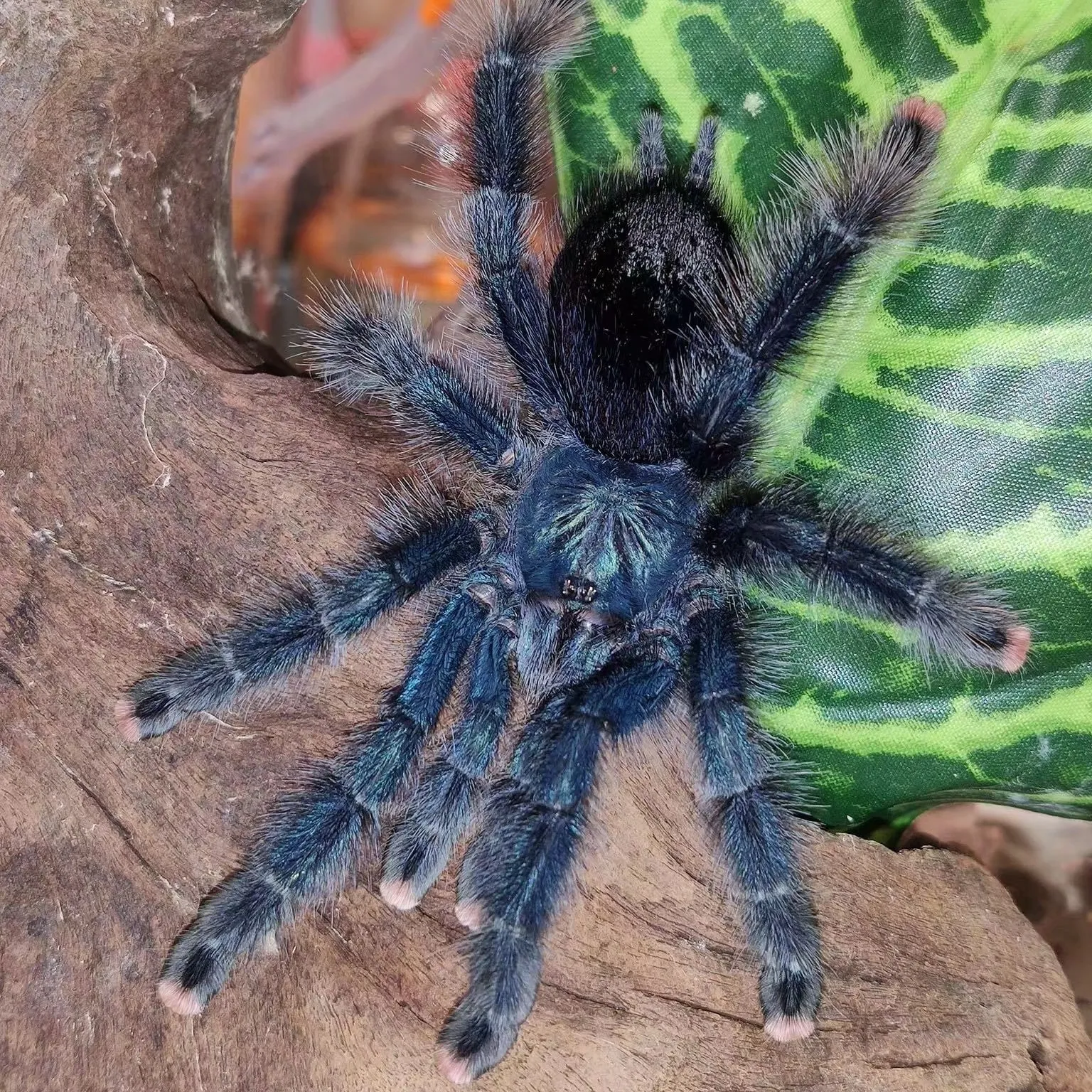 16378 blue toed tarantula molting
