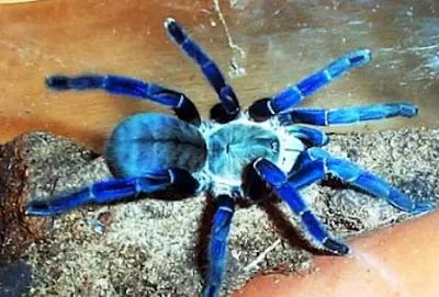 16379 cobalt blue tarantula enclosure size