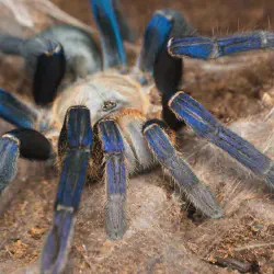 /img/16379-cobalt-blue-tarantula-feeding.webp