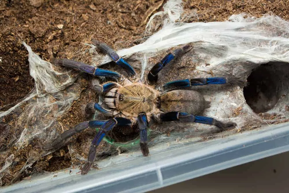 16379 cobalt blue tarantula hiding decor
