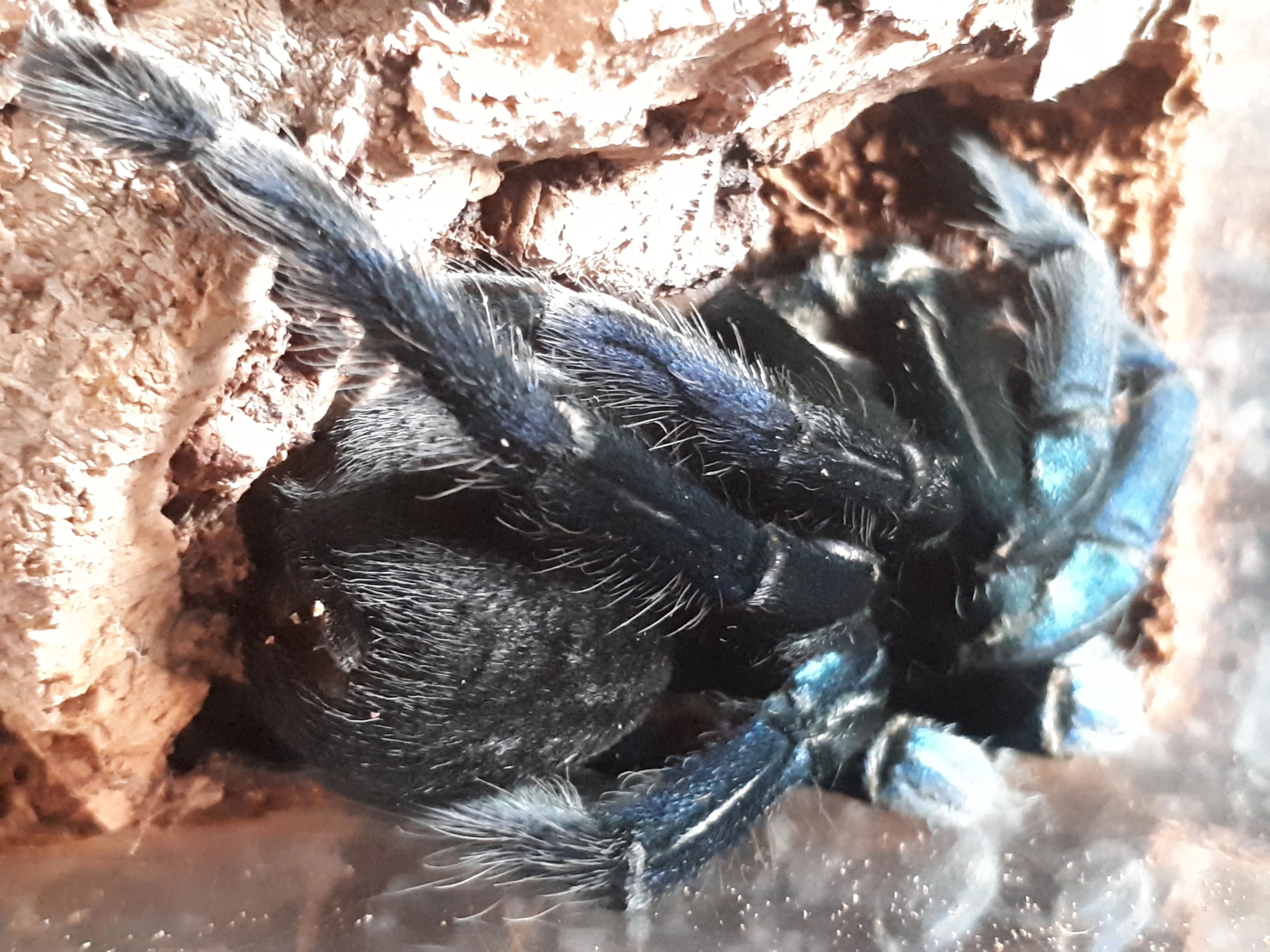 16379 cobalt blue tarantula humidity control