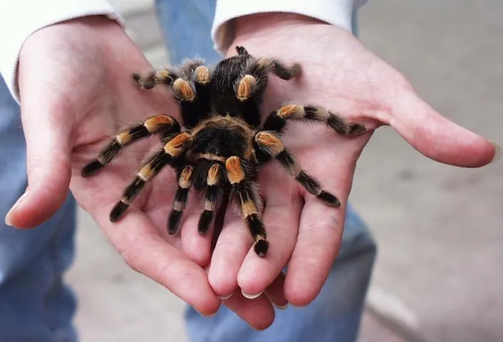 16380 handling tarantula