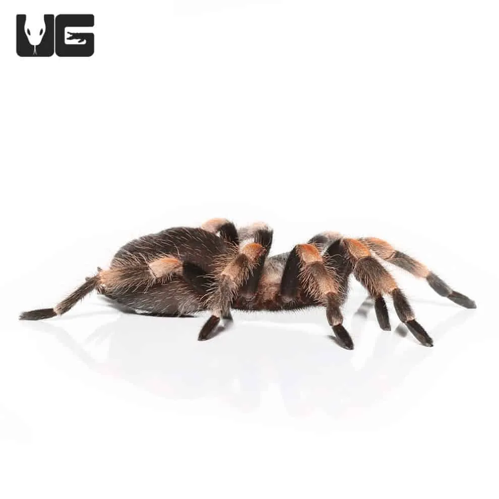/img/16380-tarantula-habitat.webp