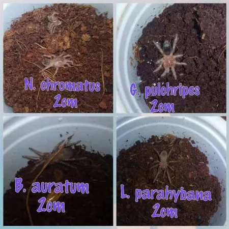 16381 tarantula manila cleaning