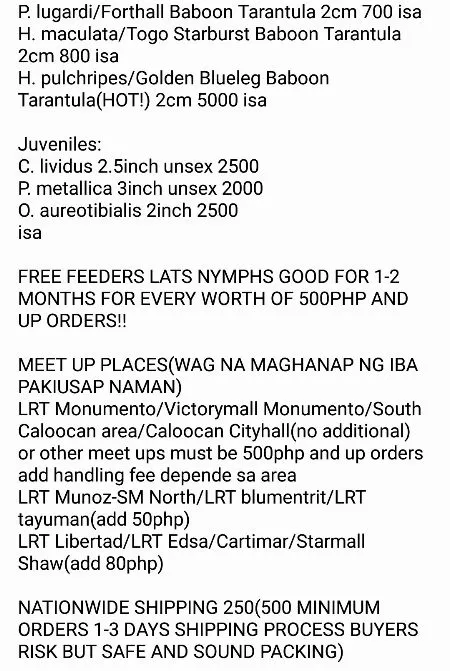 16381 tarantula manila enclosure