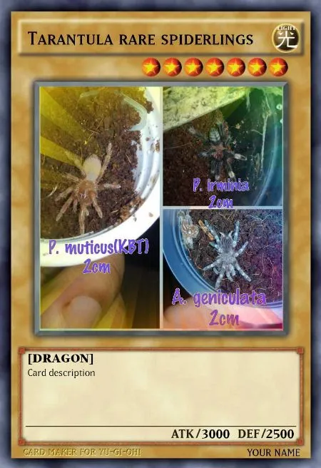 16381 tarantula manila feeding