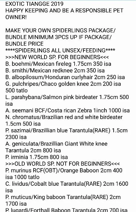 16381 tarantula manila healthy