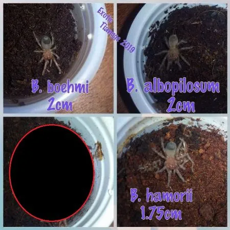 16381 tarantula manila seller