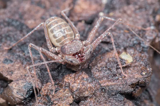 16381 tarantula manila species