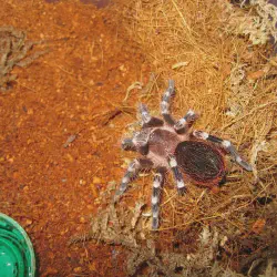 /img/16381-tarantula-manila-transport.webp