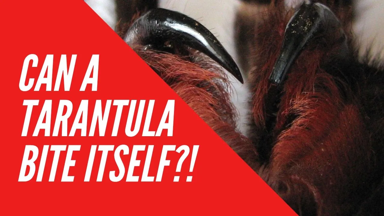 16382 tarantula bite image1