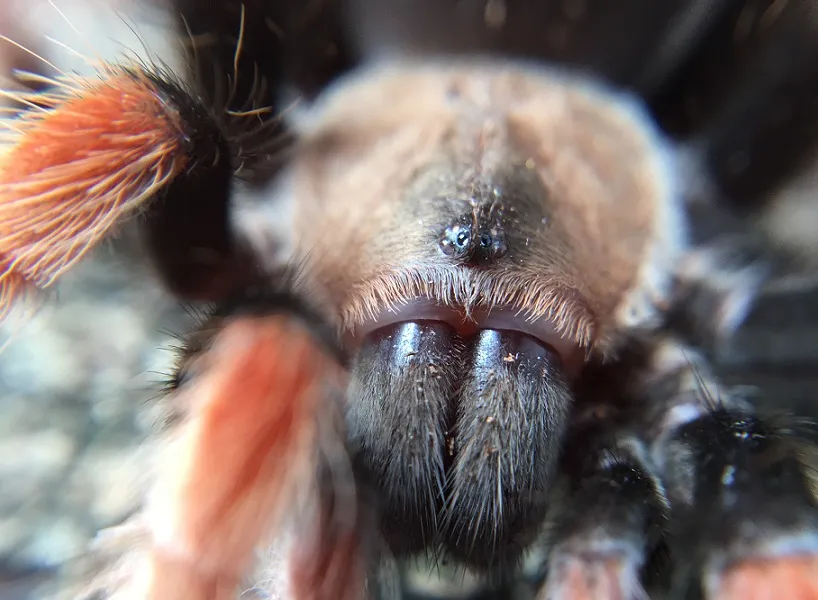 16382 tarantula bite image2