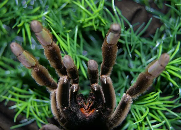 16382 tarantula bite image4