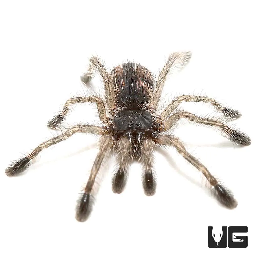 16383 brazilian blue tarantula feeding