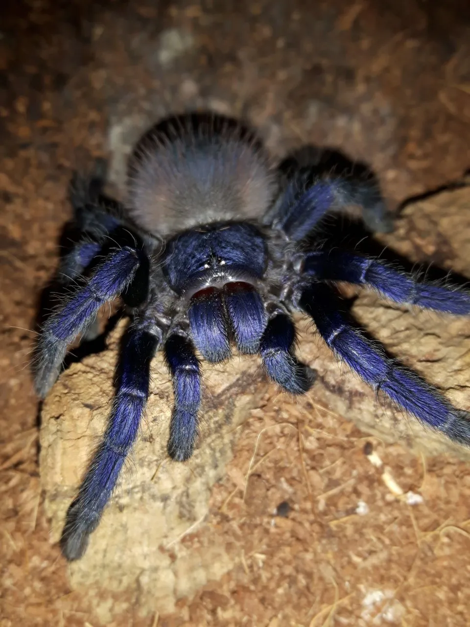 16383 brazilian blue tarantula habitat