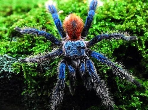 16383 brazilian blue tarantula handling