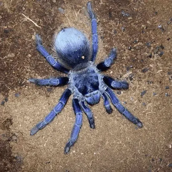 16383 brazilian blue tarantula molting
