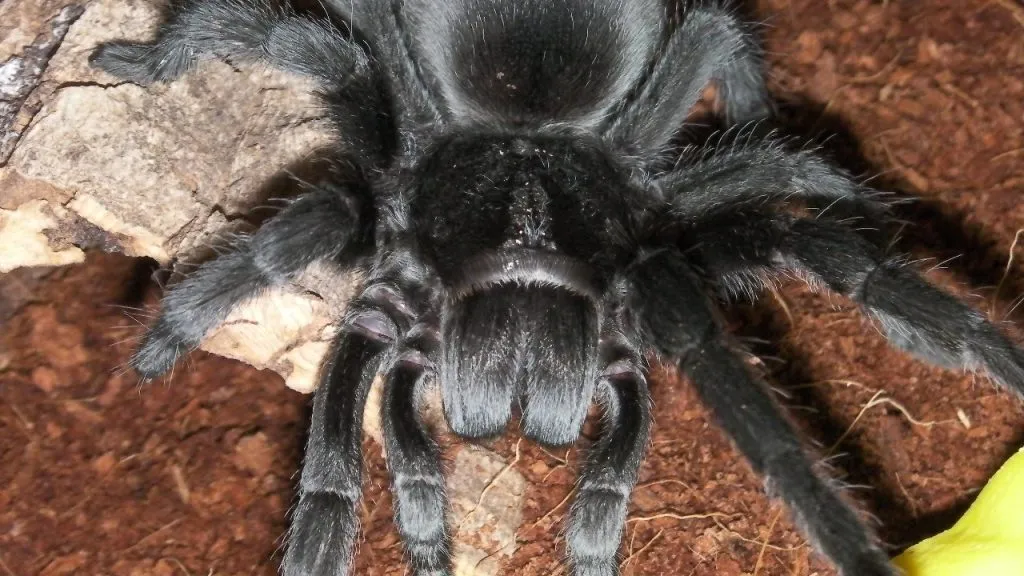 16383 brazilian blue tarantula size