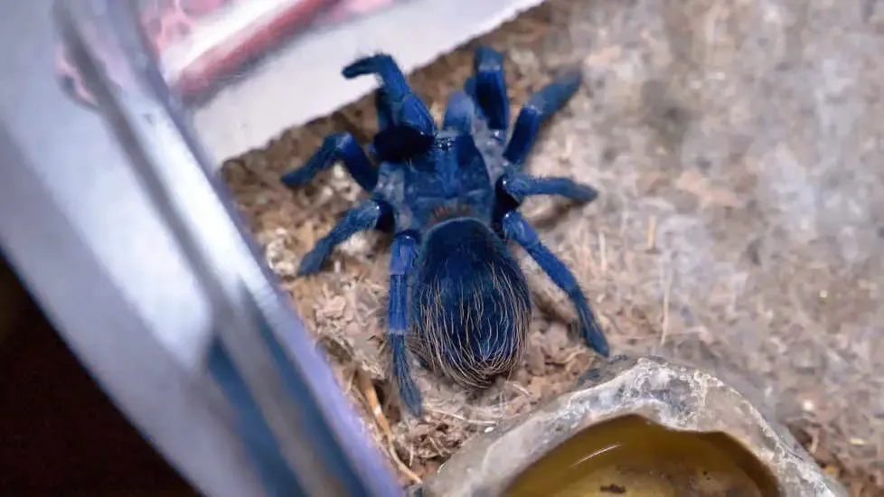 /img/16383-brazilian-blue-tarantula-spiderling.webp