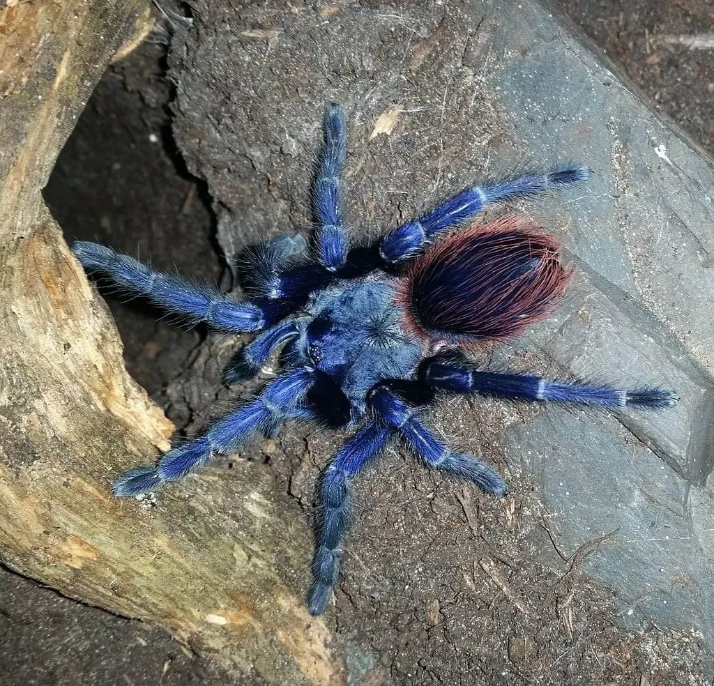 16383 brazilian blue tarantula uk shop