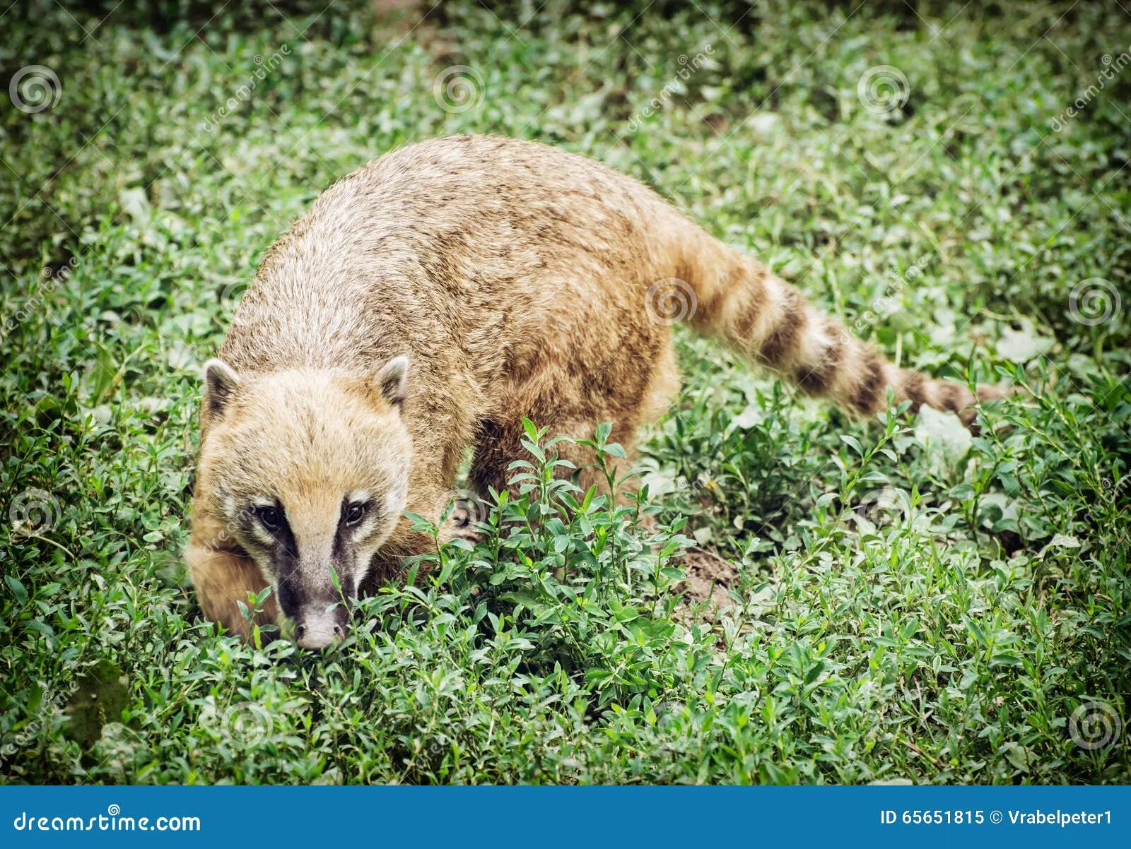 16384 coati conservation