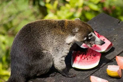 16384 coati hunting technique