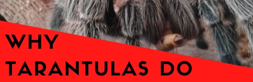 16391 tarantula webbing