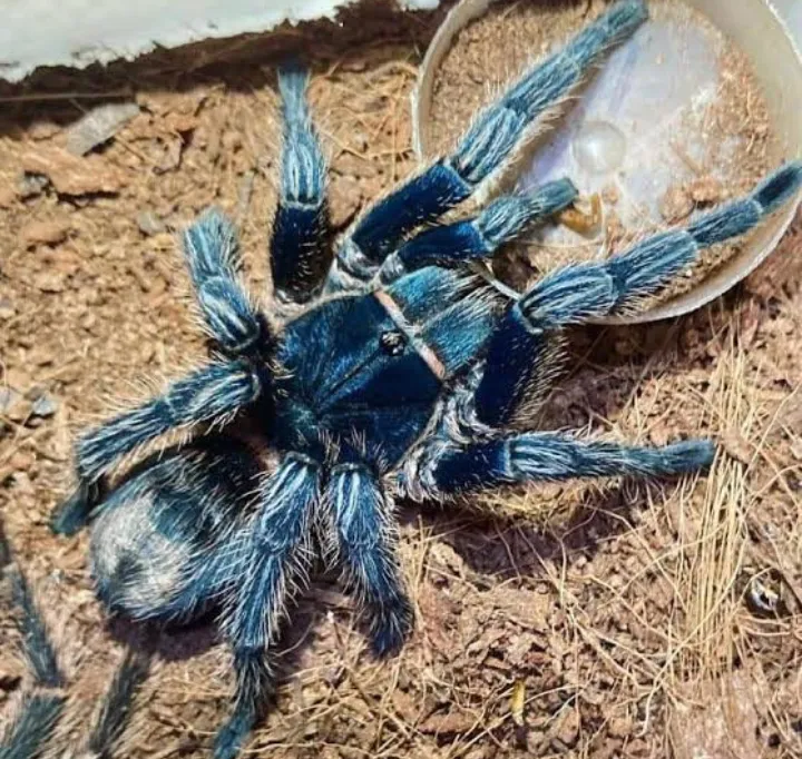 16393 spider habitat