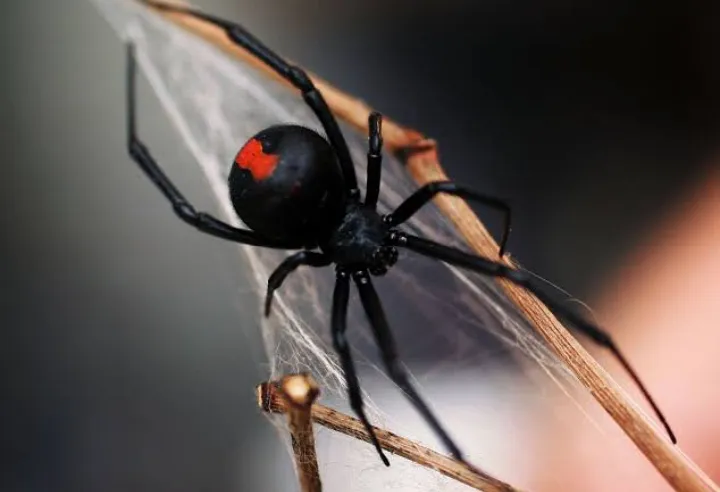 16393 tarantula eating