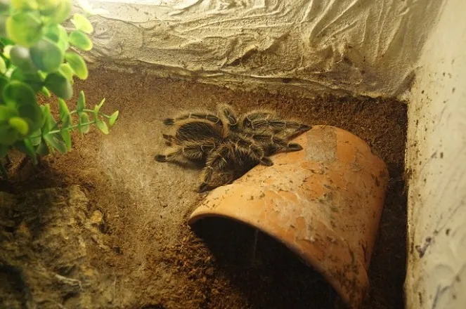 16394 brazilian blue tarantula enclosure 1