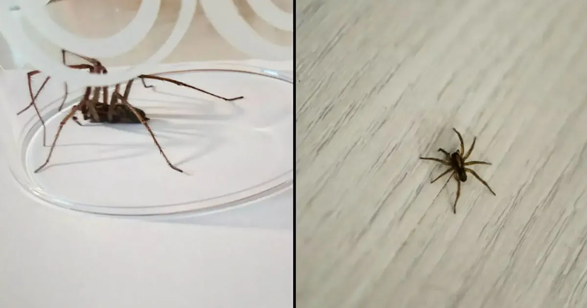 16395 tarantula encounter