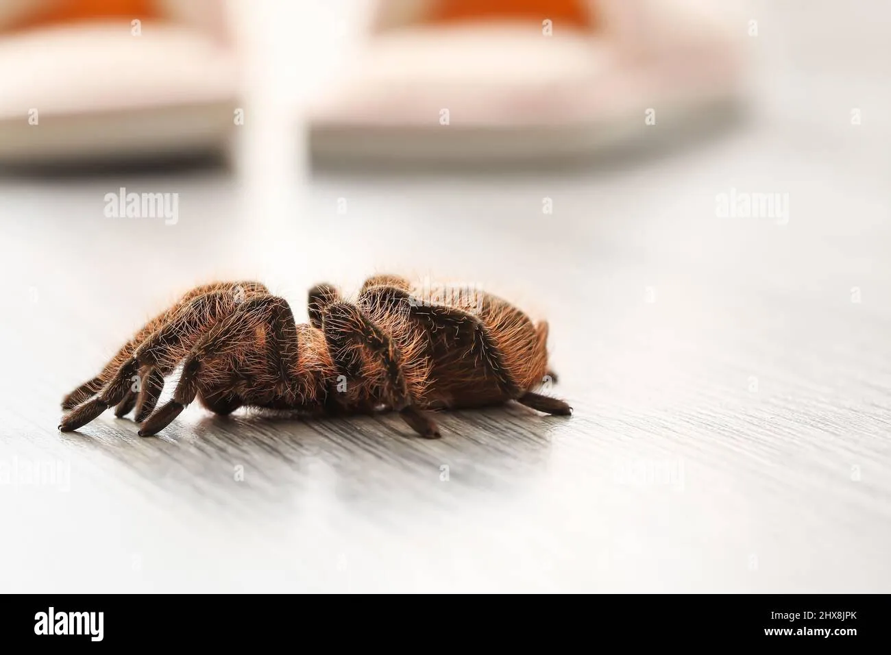 /img/16395-tarantula-habitat.webp
